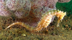 0838_Thorny seahorse moving around soft coral