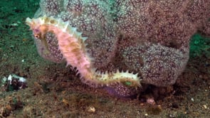 0552_Swimming white thorny white Seahorse