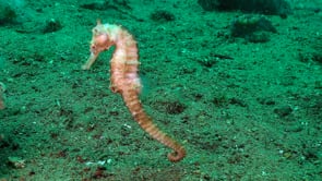 0551_swimming white seahorse over ocean floor