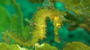 0549_Yellow thorny seahorse swimming in sea grass