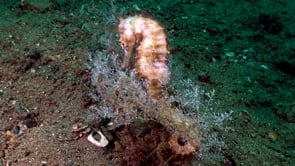 0548_White thorny seahorse swimming