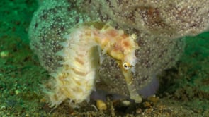 0440_White thorny Seahorse close up and soft coral