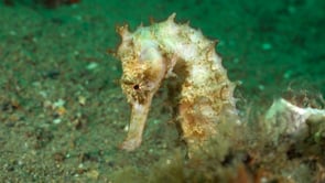 0439_White thorny Seahorse close up
