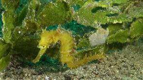 0438_Yellow seahorse in front of sea grass wide shot