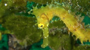 0437_Yellow thorny Seahorse close up in front of sea grass