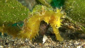 0833_yellow thorny Seahorse close up