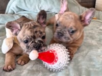 My personality & characteristics