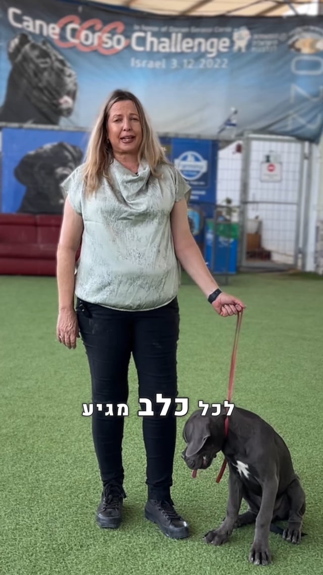 פיטבול מתוקן
