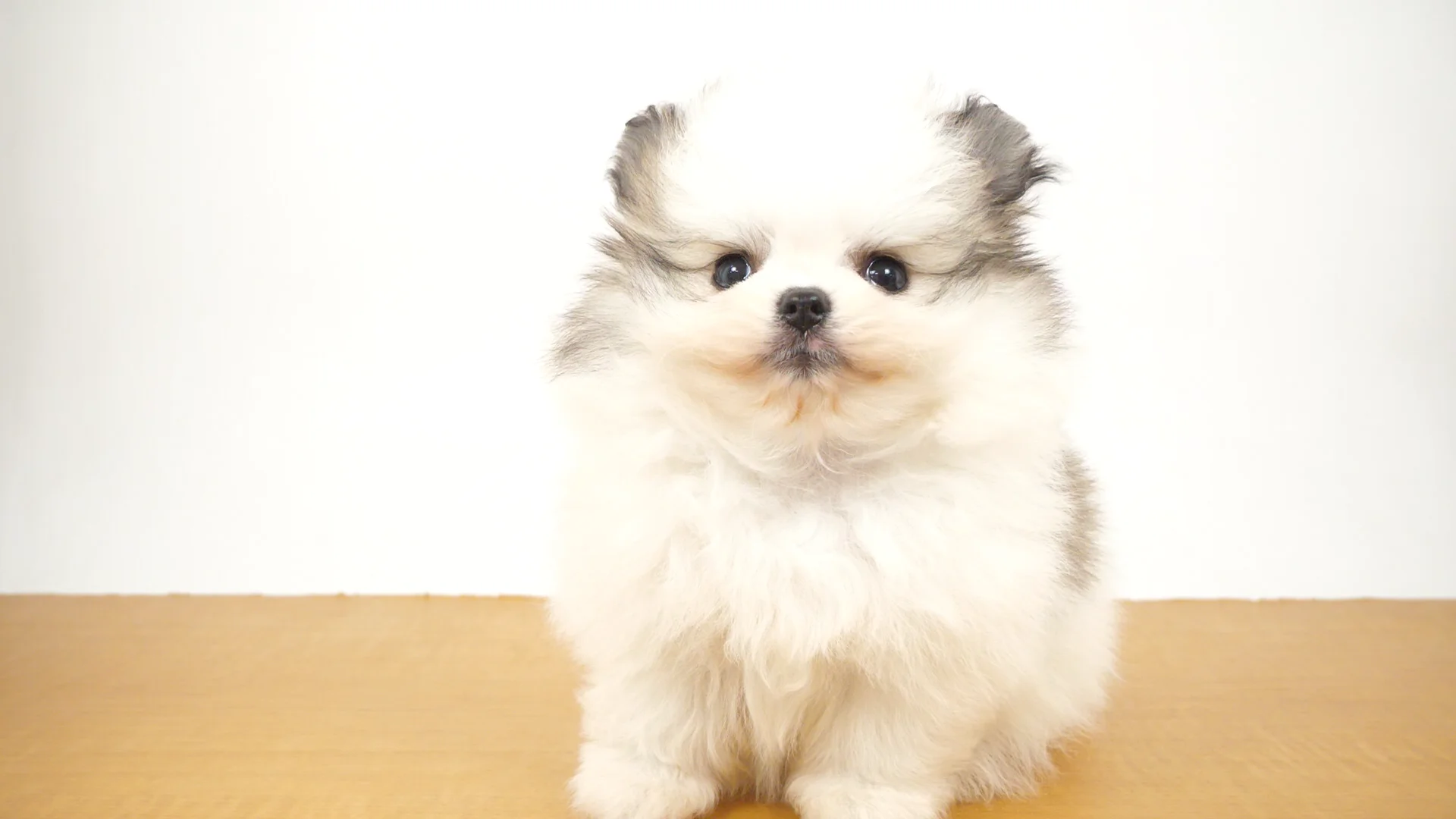 ポメラニアン ホワイト＆オレンジ 男の子 GRAND亀戸本店 2025123051805