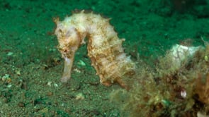 0131_white thorny seahorse close up
