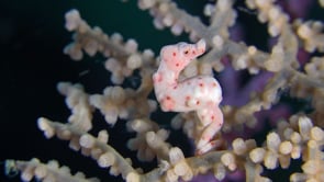 0168_Pygmy Seahorse Denise close up in sea fan