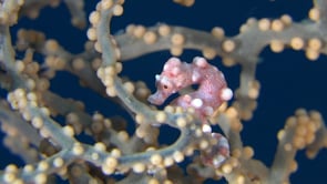 0167_red pygmy seahorse denise close up