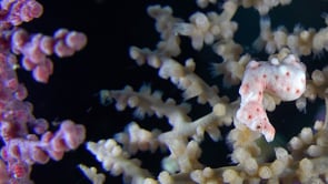 0166_white pygmy Seahorse Denise in various colored sea fans
