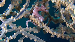 0170_Pygmy Seahorse Denise swimming inside sea fan