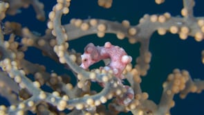 0169_Red pygmy Seahorse Denise in sea fan