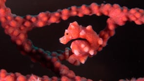 0431_Pygmy Seahorse Denise close up in red sea fan