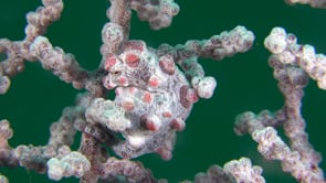 0436_Pygmy Seahorse bargibanti in sea fan