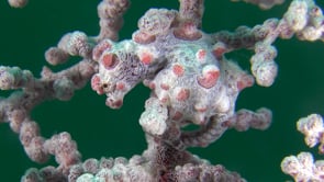0435_Red Pygmy Seahorse bargibanti