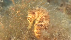 2109_long-snout Seahorse close up in sea grass