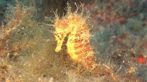 1092_long-snout Seahorse in mediterranean Sea