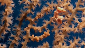 0561_swimming orange pygmy seahorse Denise