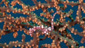 0550_Red Pygmy Seahorse Denise swimming inside sea fan