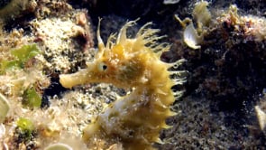 0924_yellow long-snout Seahorse mediterranean sea