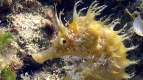 0925_yellow mediterranean seahorse profile