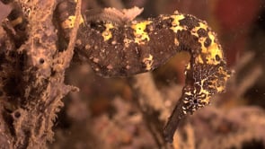 0546_Brown Japanese Seahorse close up at night