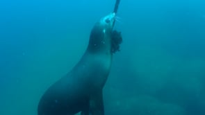 2252_Sea lion swimming along buoy line