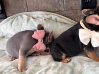 My personality & characteristics