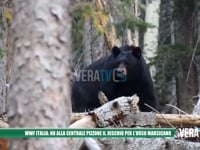 Sabato iniziativa pubblica "I corridoi dell’orso", c’è anche il WWF