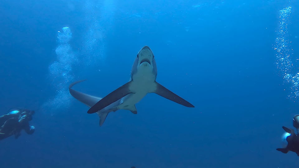 2471_Thresher shark and scuba divers on coral reef Malapascua Island