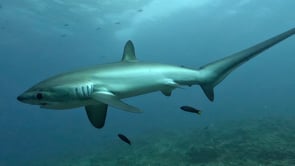 2472_passing close in front of the camera moving it's eyeball