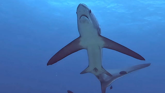 2474_Thresher shark from below swimming towards camera