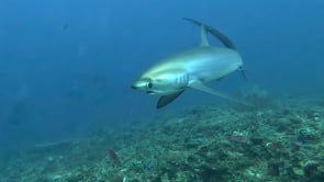 2475_Thresher shark swimming turning over coral reef 