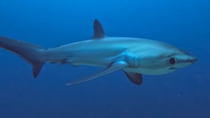 2476_Thresher shark passing very close in open ocean