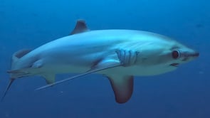 2478_Thresher shark passing very close in front of the camera