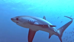 2480_Thresher shark turning close in front of camera