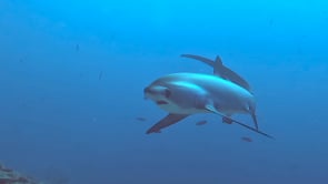 2481_Thresher shark turning over coral reef