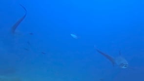 2482_Two Thresher sharks swimming over coral reef