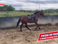 Pride Of Dubai x Snow Flakes Filly