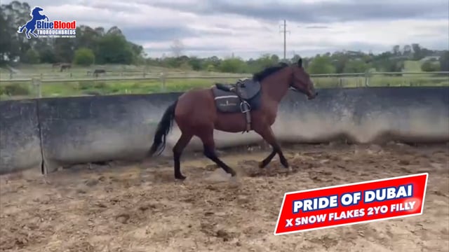 Pride Of Dubai x Snow Flakes Filly
