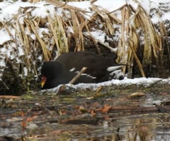 Gallinula chloropus (Linnaeus, 1758)