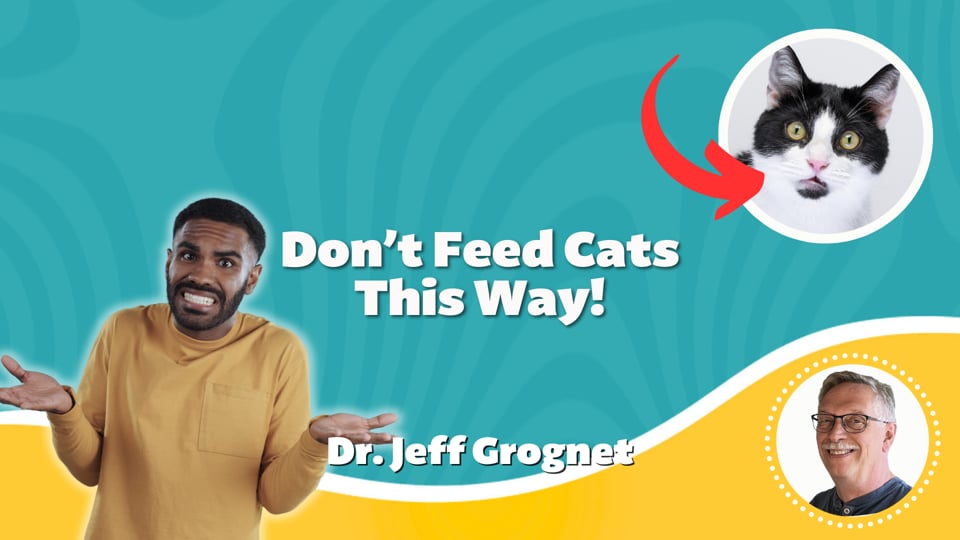 Don’t Feed Cats This Way!