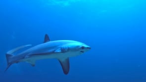 2477_Thresher Shark close up in blue ocean