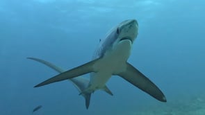 2479_Thresher Shark close up front view