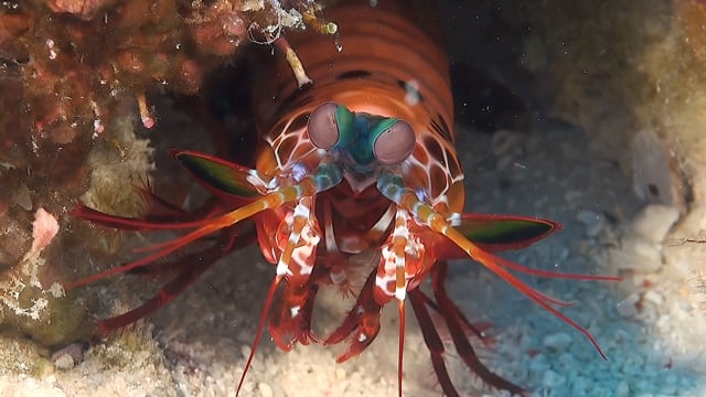 0794_Mantis shrimp close up cleaning