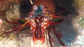 0795_Mantis shrimp hammer clubs