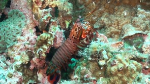 0796_Mantis shrimp standing on coral reef